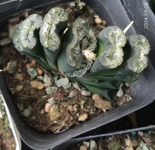 13182 ハオルチア 玉扇『ギザ青龍』