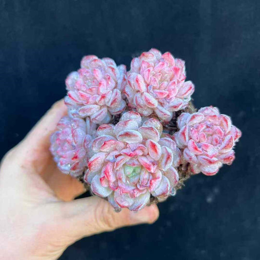 23596 ルービン（9cm pot）