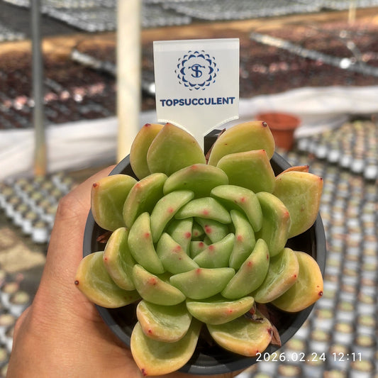 1670 シャンペーン