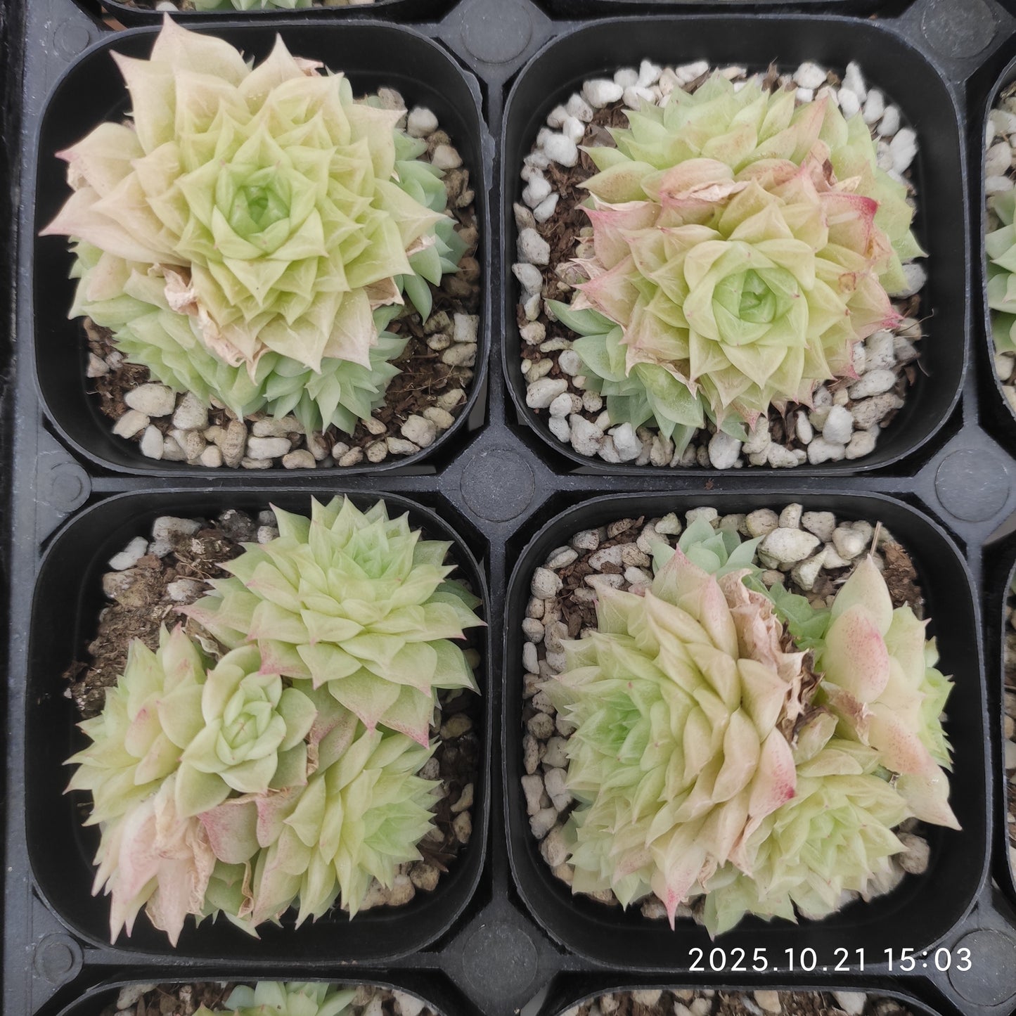 21937 マルガン（6.3cm pot）