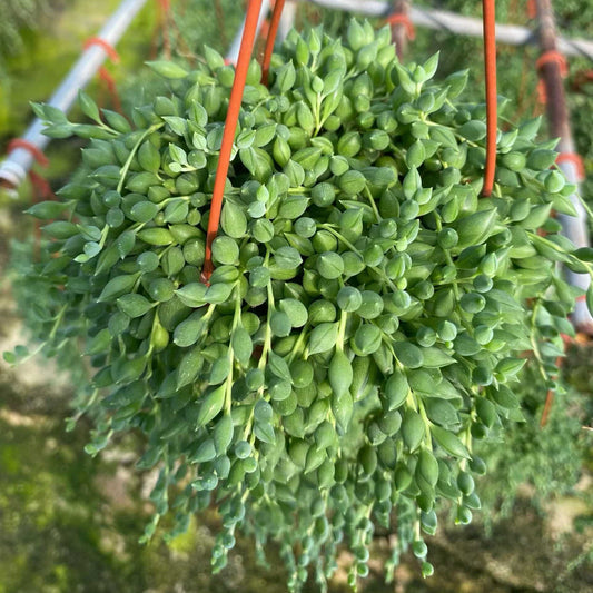 23006 ストリング　オブ　レーンドロプス