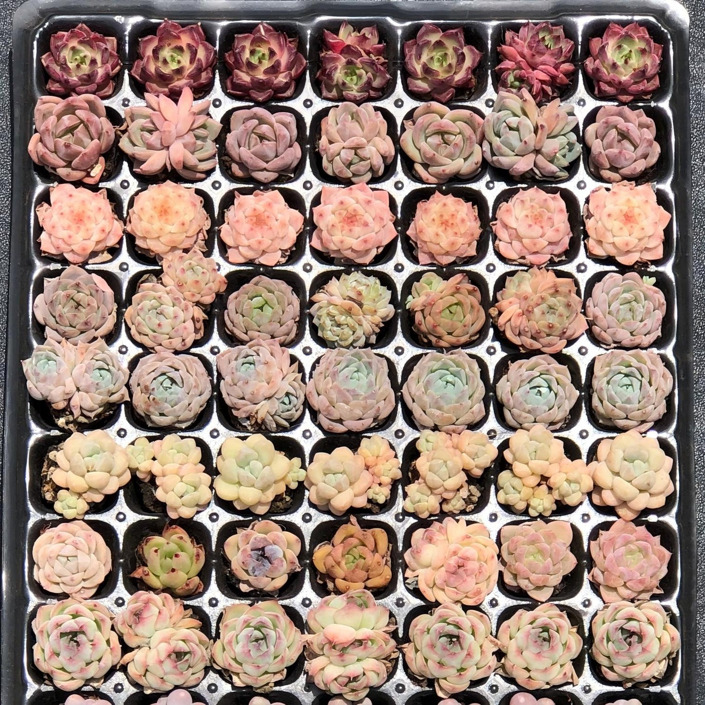 105穴鍼灸プレートの組み合わせ 28