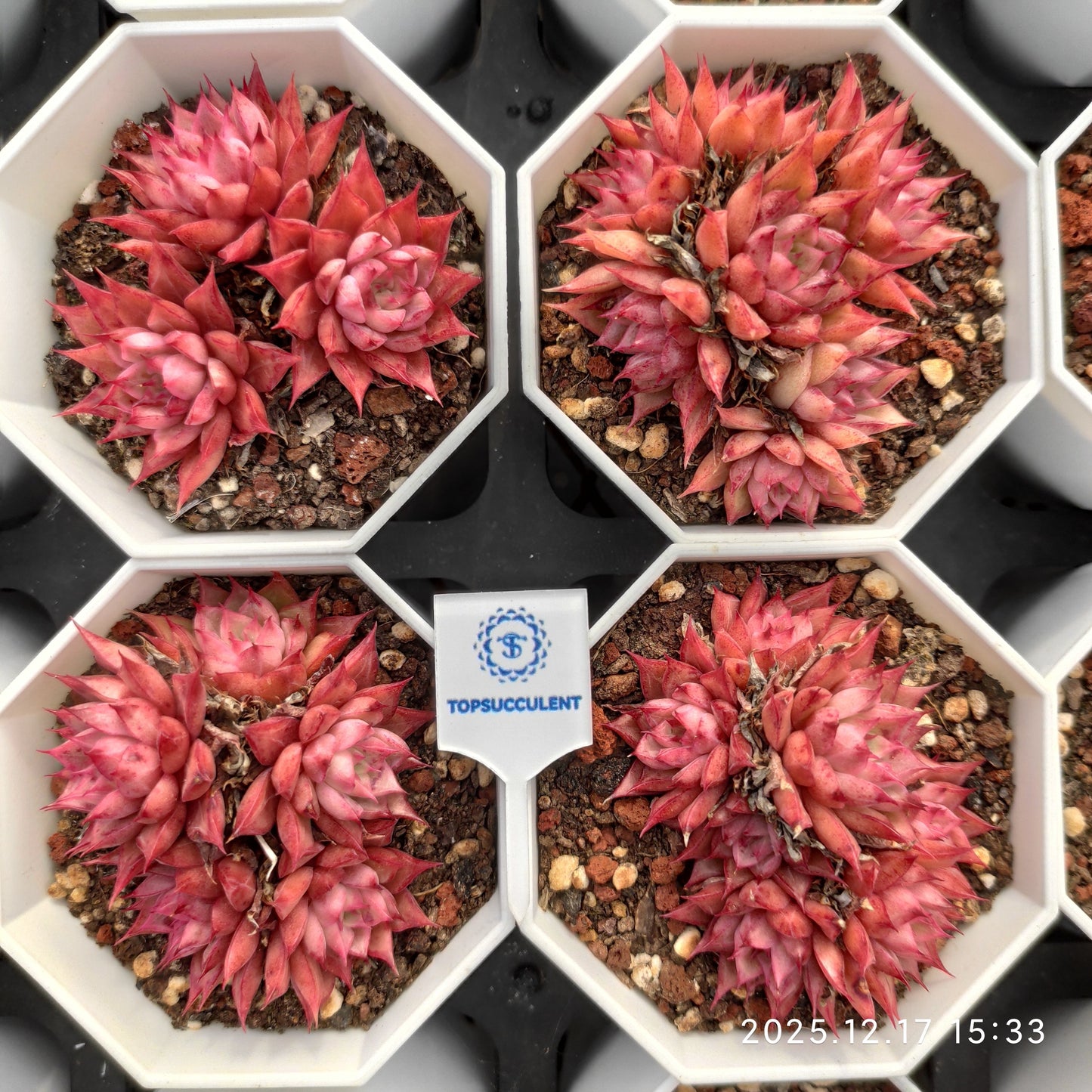 23715 ブラック　スウォンHyb