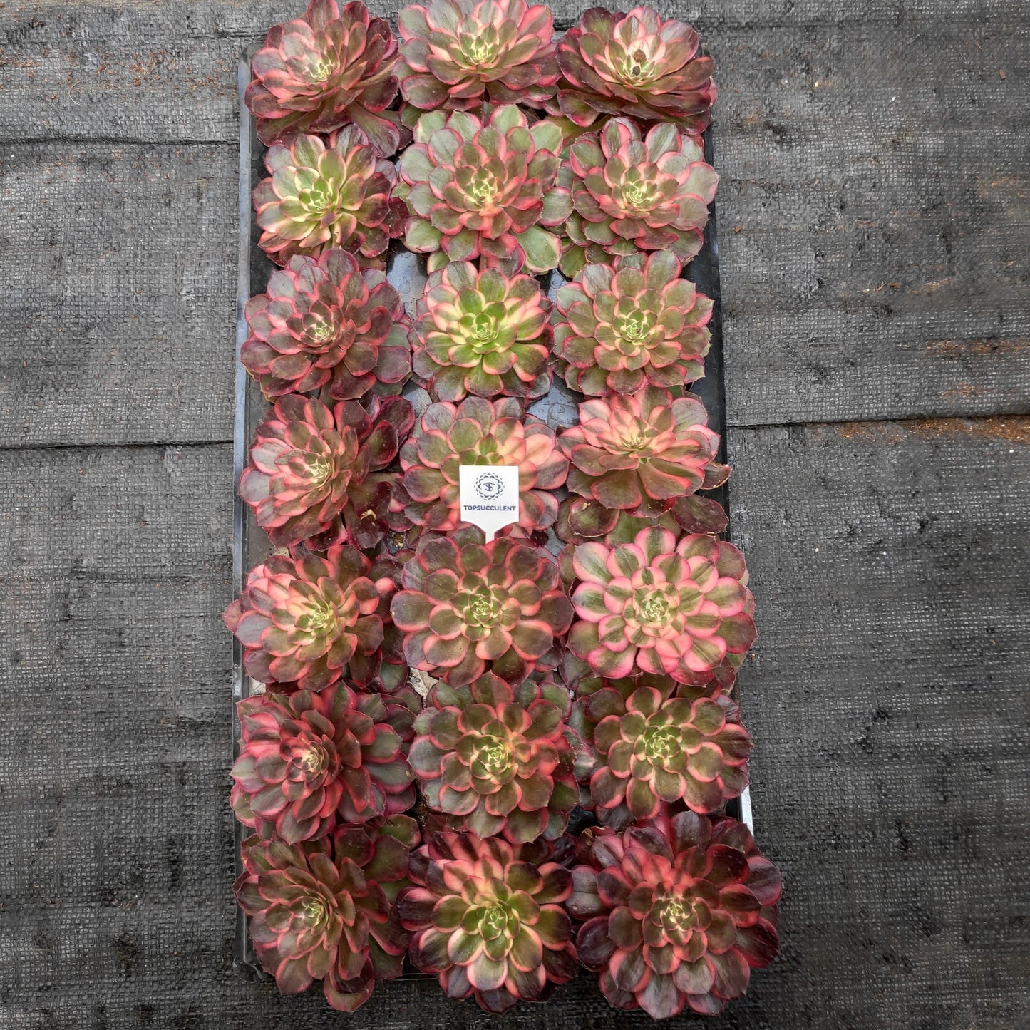 19095 ブラック　デビル