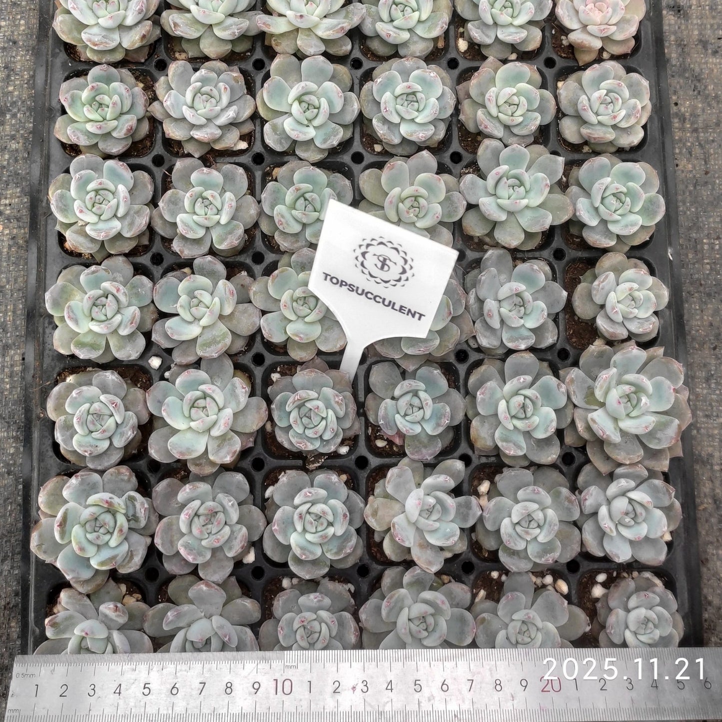 19417  オレンジモンロー（4cm pot）（ポット苗）