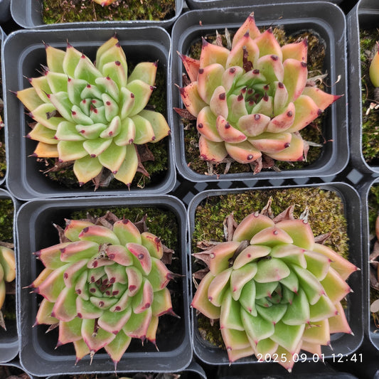 QN781 ハロウィン(6.5cm pot)