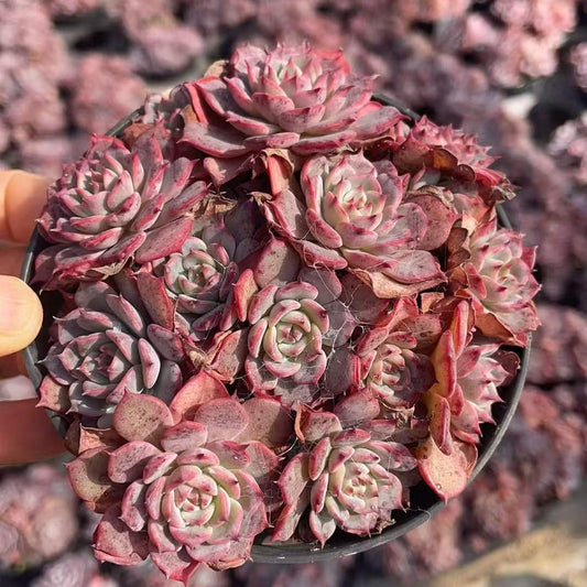 23189 ラウレンシス（11cm pot）