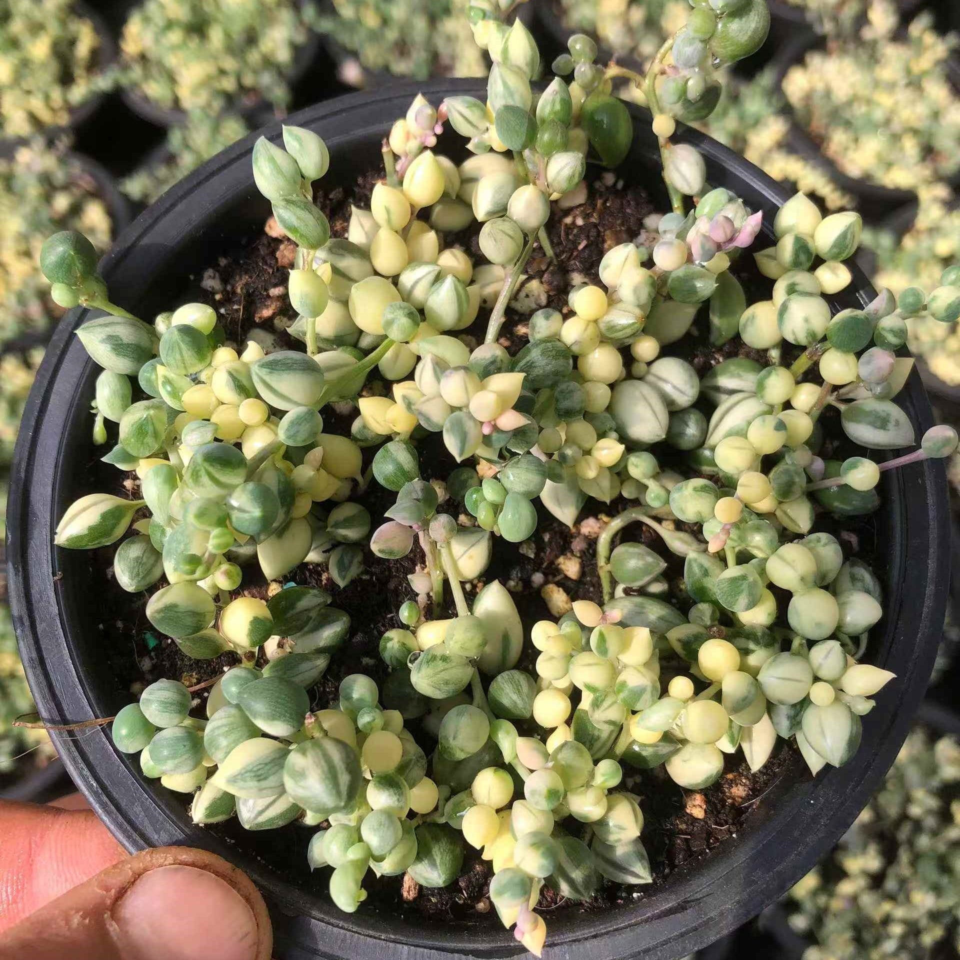 セネシオ – Top Succulent®