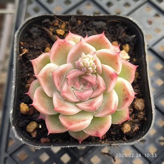 LG749 グッド ワイン （6.5cm pot）
