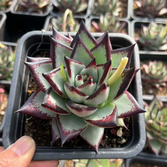 26176 ダークロード