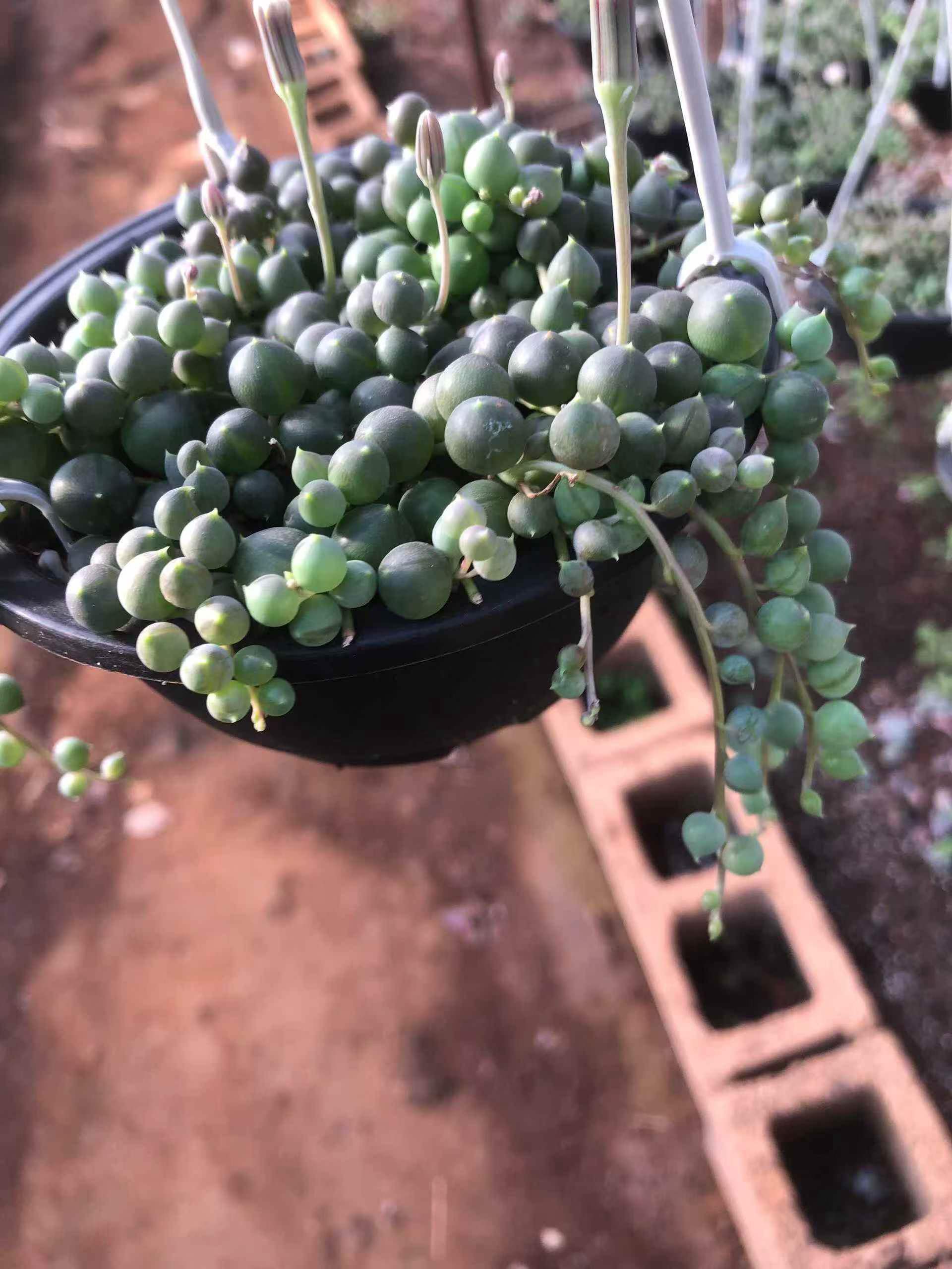 セネシオ – Top Succulent®