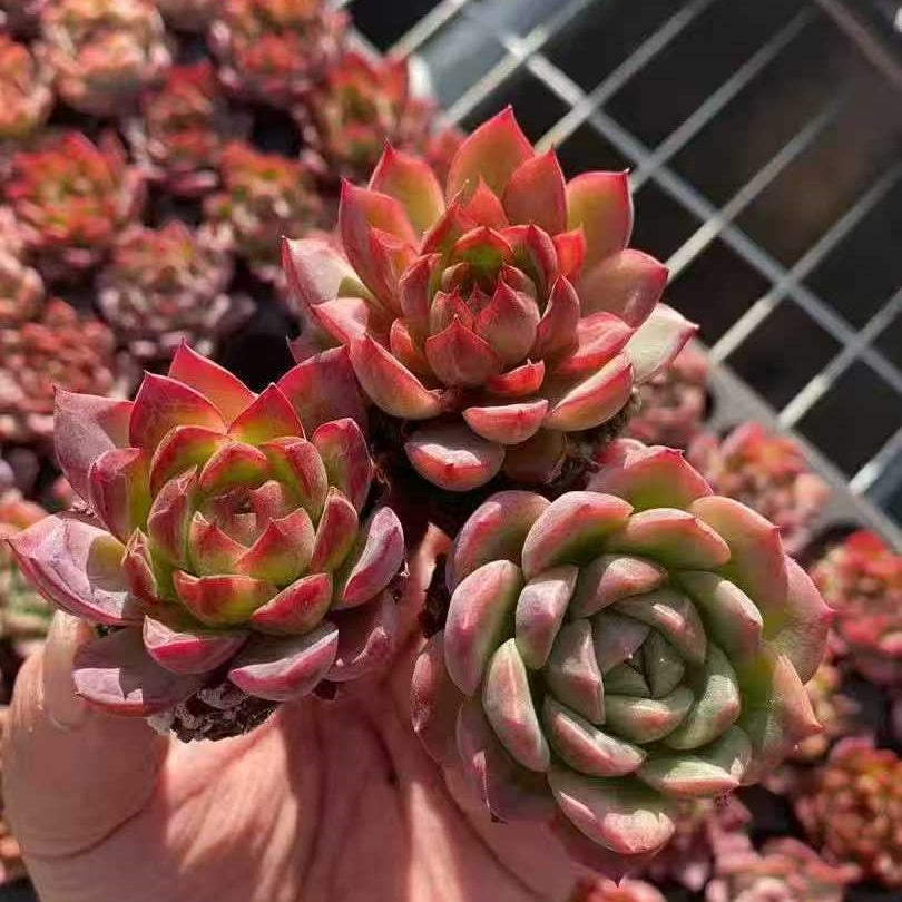 22230  グリーン　ドラゴンHyb（3cm pot）（ポット苗）