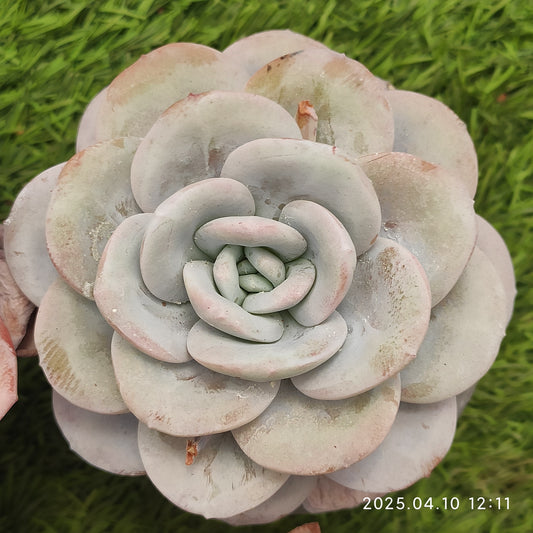 NGN099 ラウィ（9cm pot）