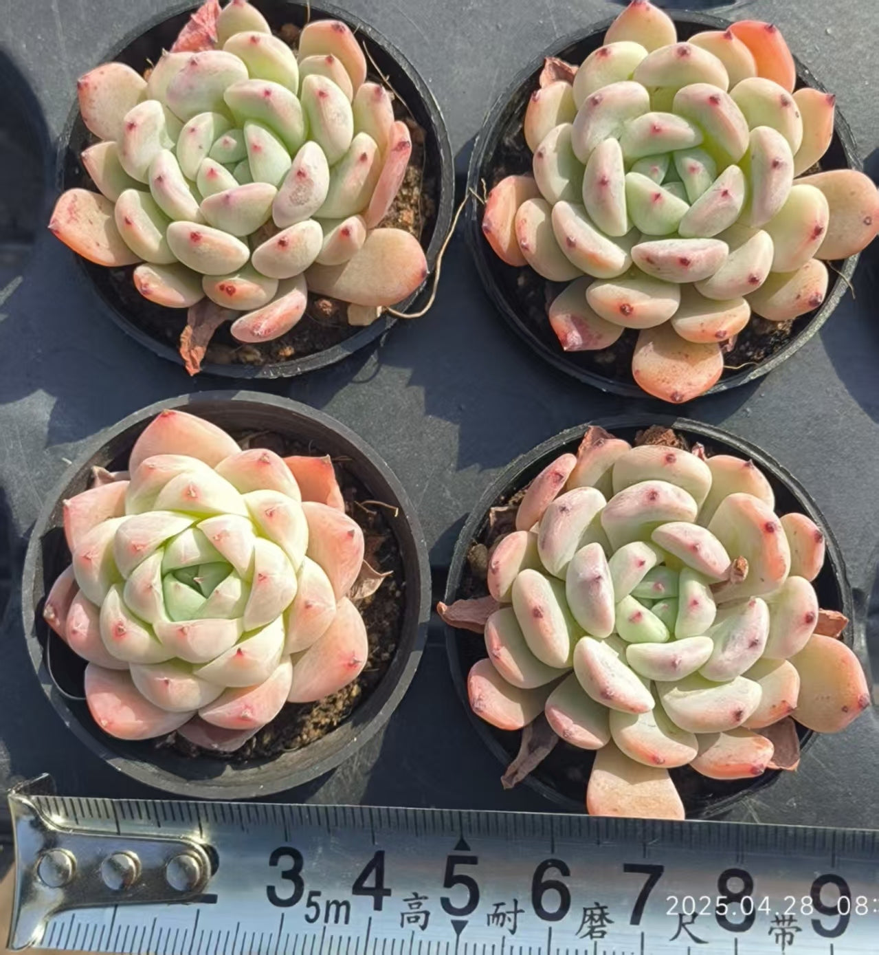 JC050 ビヨンテ (5cm pot)