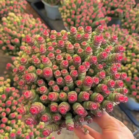 25768 パーフォーラッター薬錦