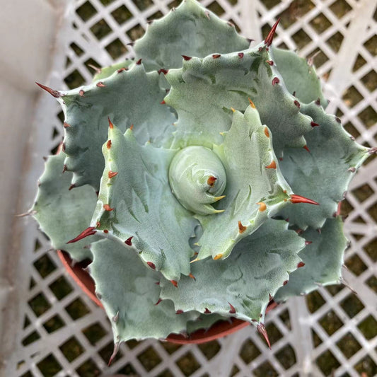 LJHH016 甲蟹（12cm pot）