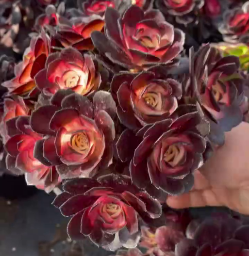 26546 ブラック　ビューティー薬錦