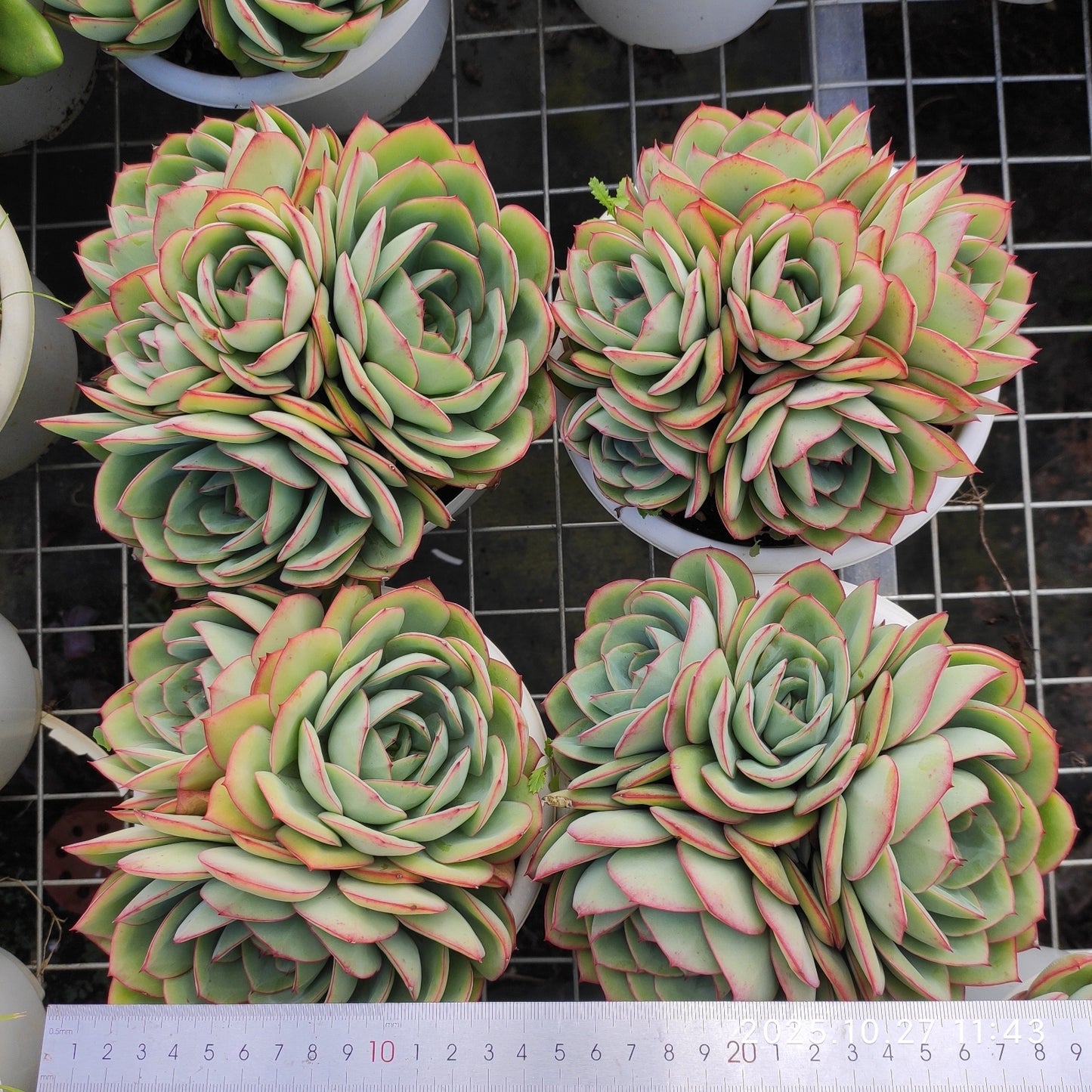 21296 モダンジェオン（18cm pot）