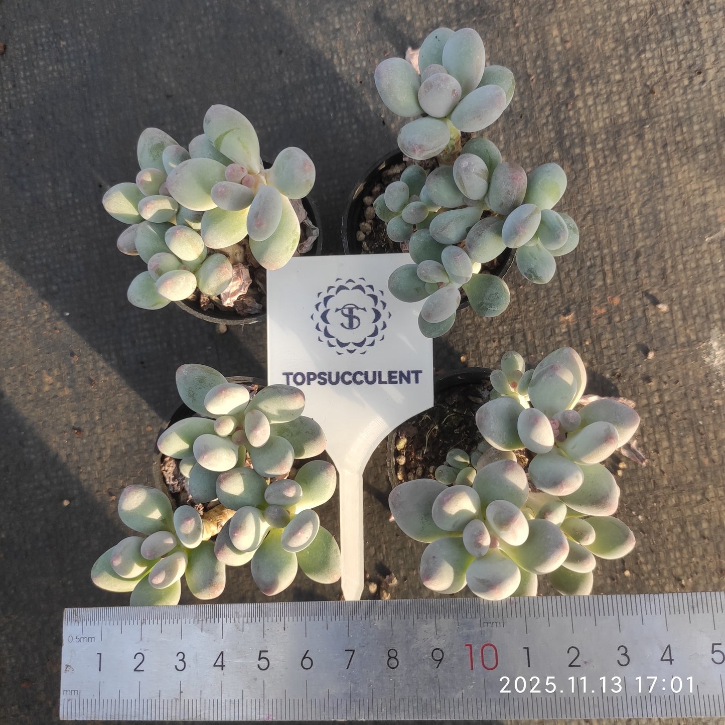 22496  アップル（5.5cm pot）