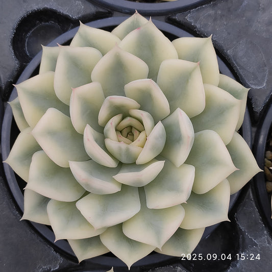 MMY1031 ムーン　フェアリー錦(9cm pot)