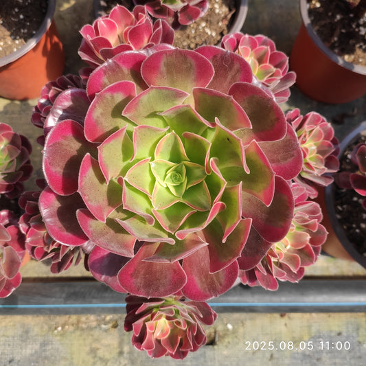 GDX012 メドゥーサー（18cm pot）