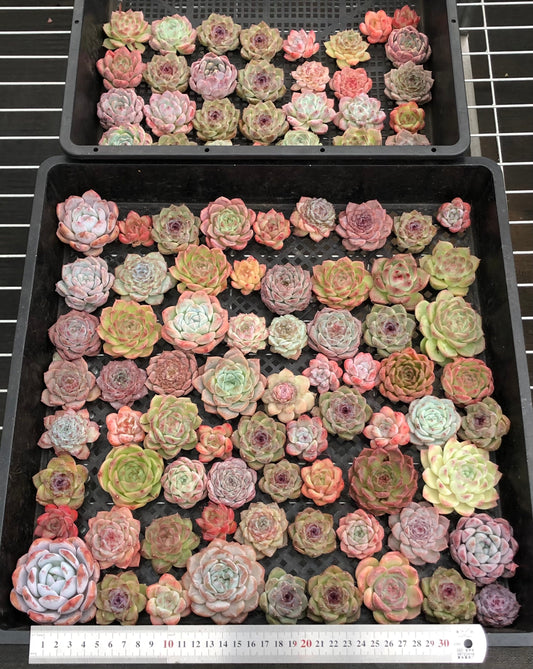 20076 ミックス苗100株（4cm pot）30