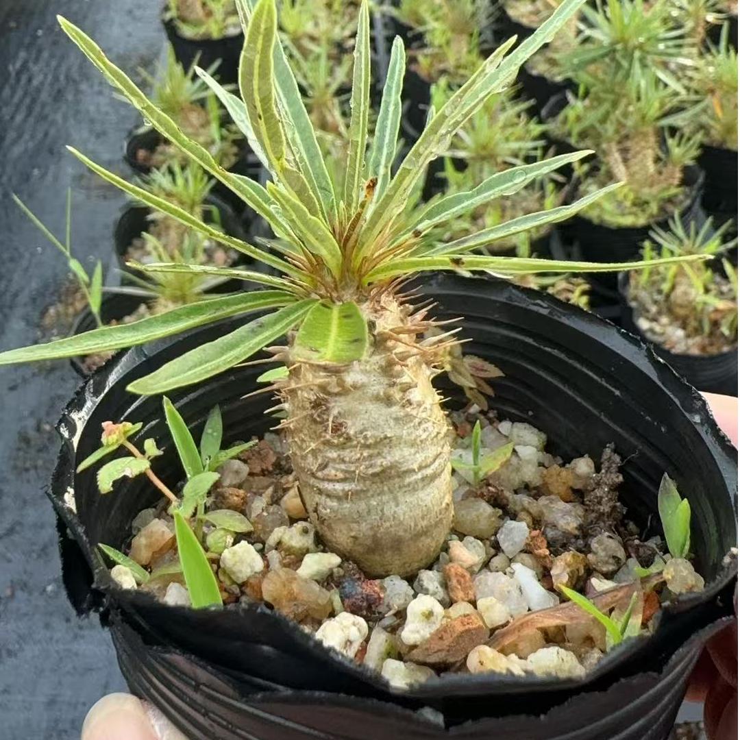 コーデックス – Top Succulent®