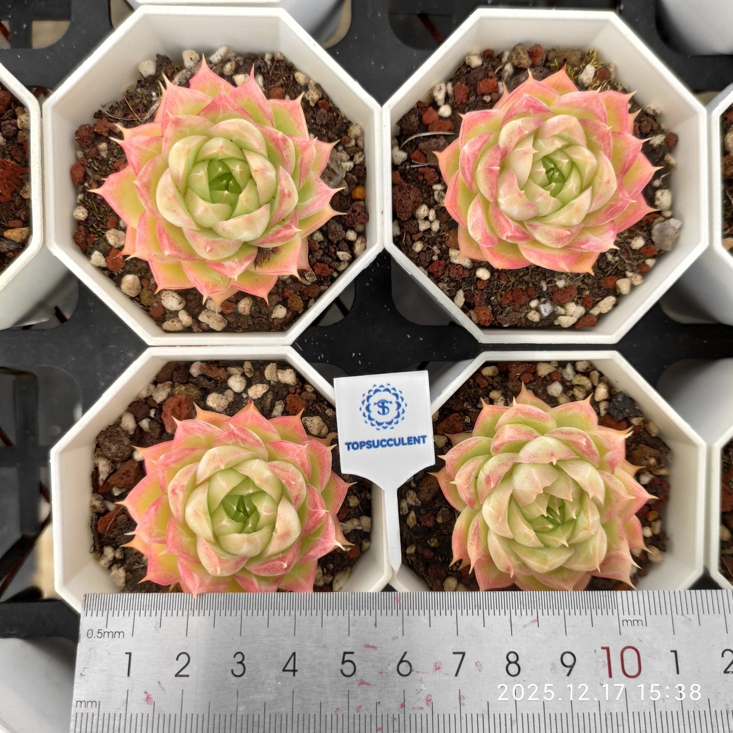 2149 クィーン x ピンク　クリスタル　ローズ