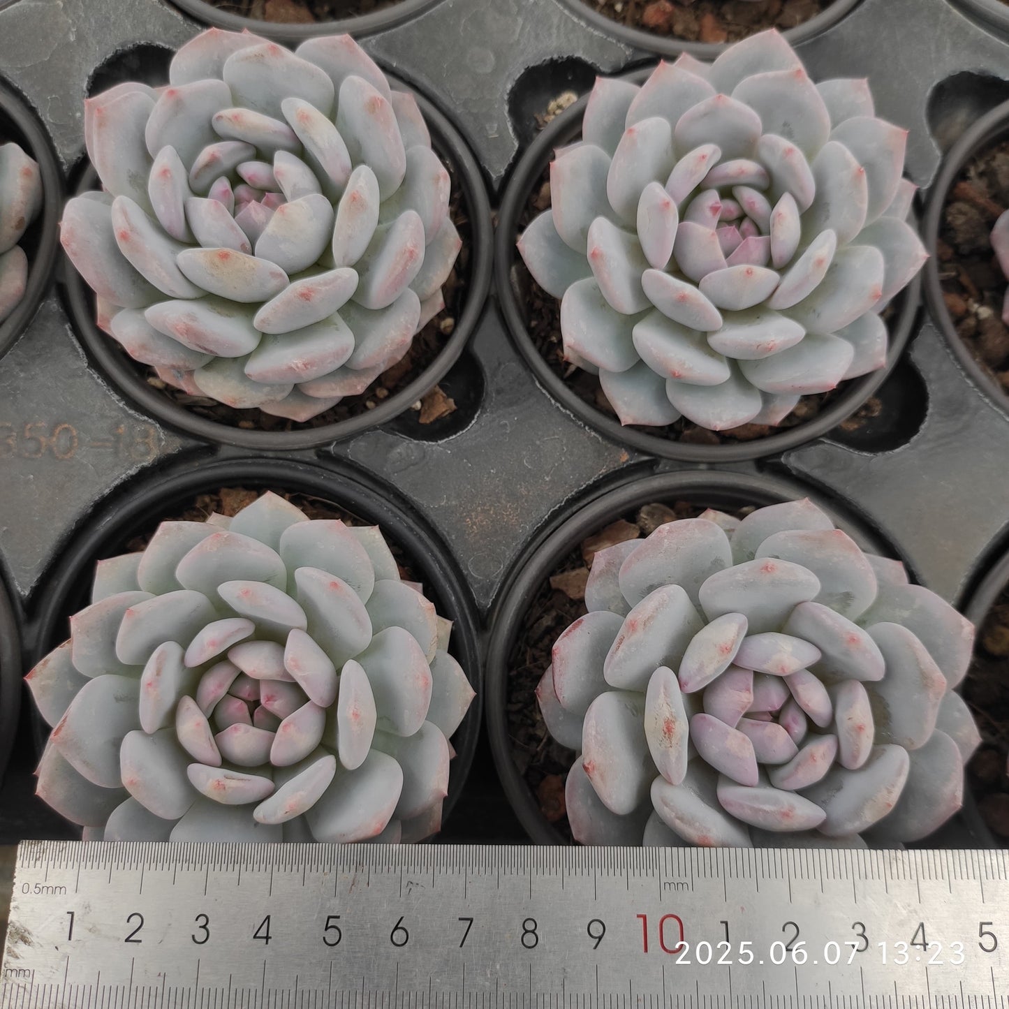MMY608 ジェイドモンロー （9cm pot）