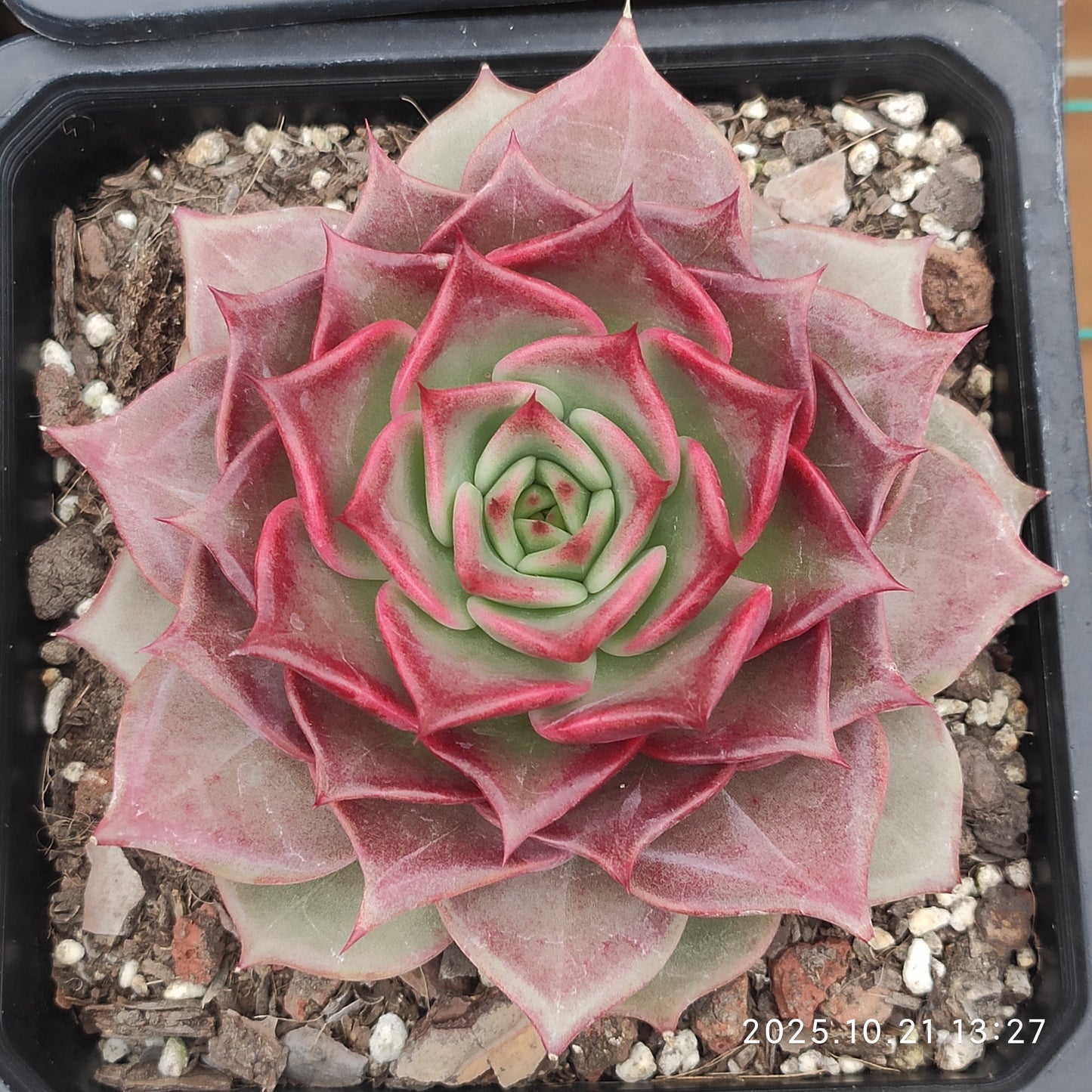 MMY1249 サマー　ビューティー（14cm pot）