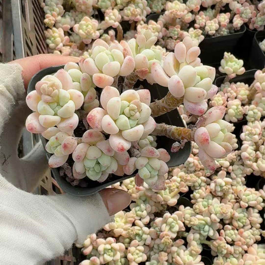 26144 クラバツム