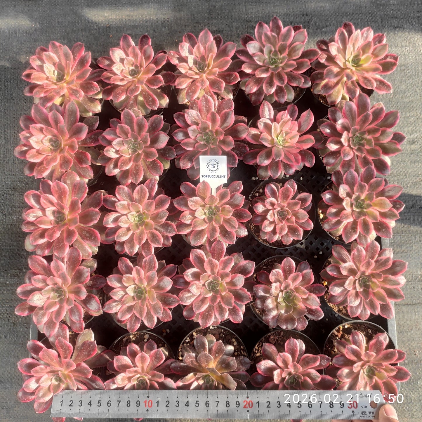 26083 ブラック　デビル