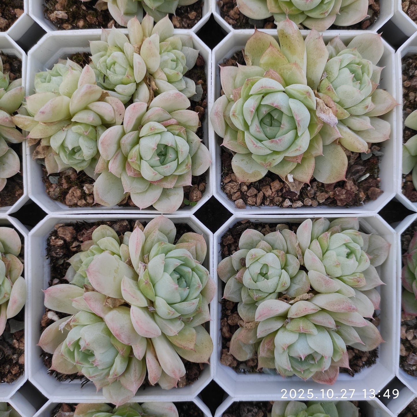 21775 ヒューミリスHyb（7cm pot）