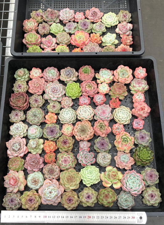 20076 ミックス苗100株（4cm pot）12