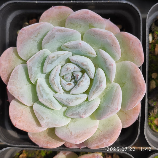 RC035 スノーフェイス（7cm pot）