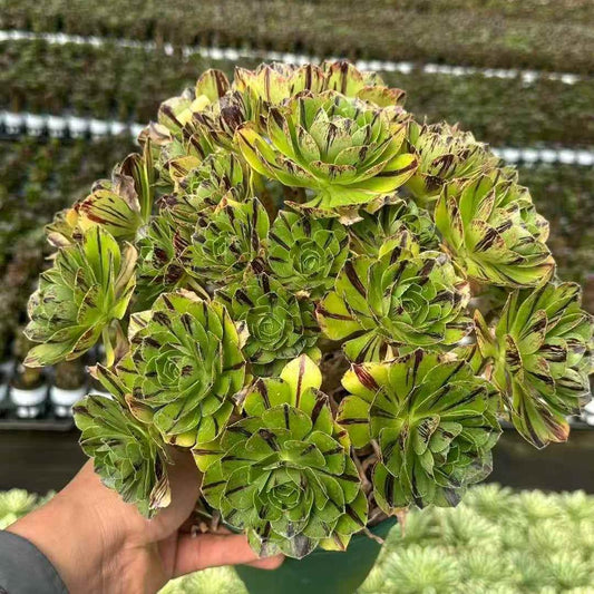 25787 ジェイド ファイア