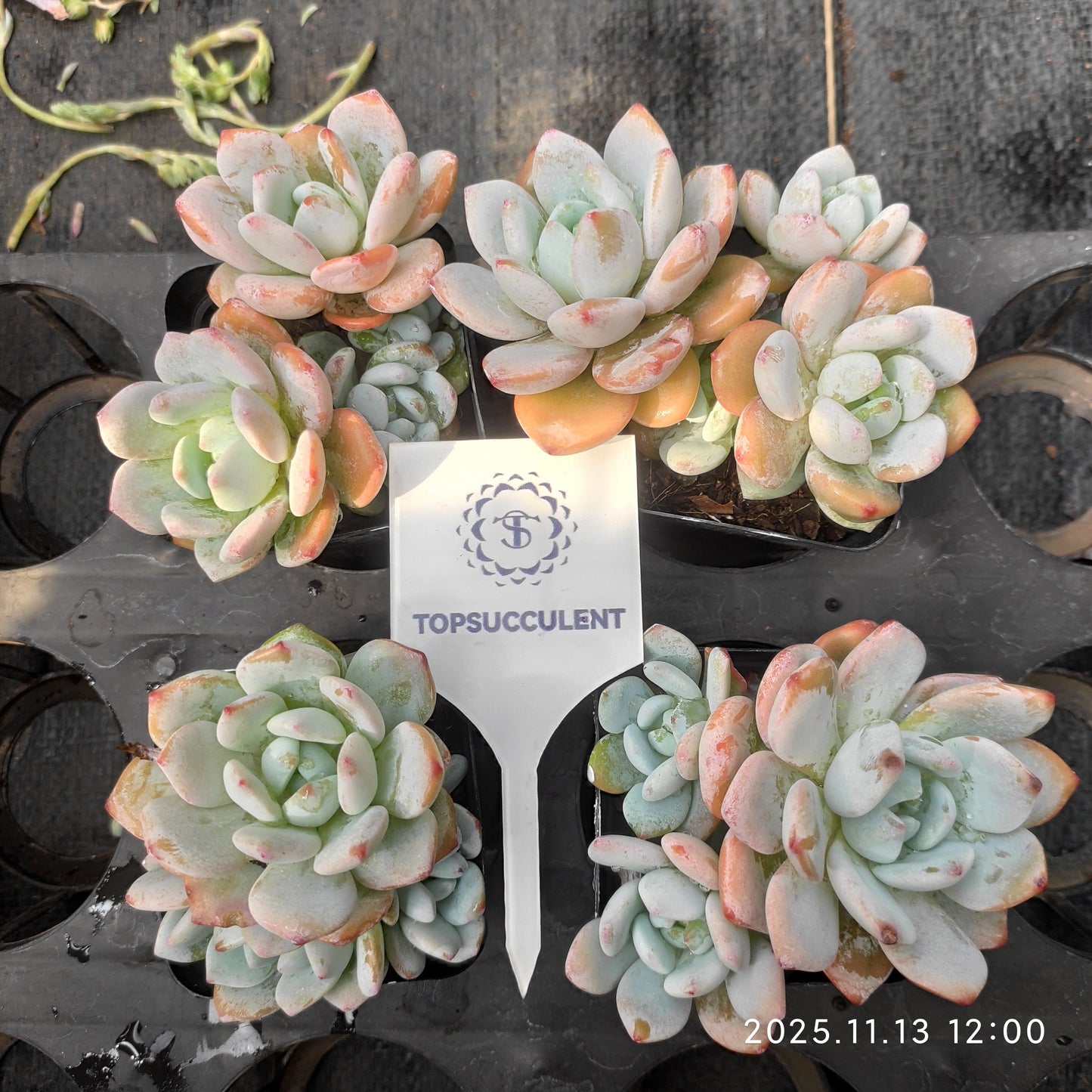 22443  ゴールドブーケ（7cm pot）