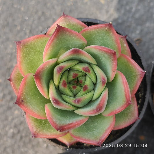 MMT379 ムーンストーン （5.5cm pot）