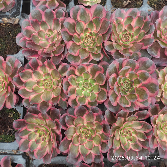 ON634 チャーム　ゴールド（7cm pot）