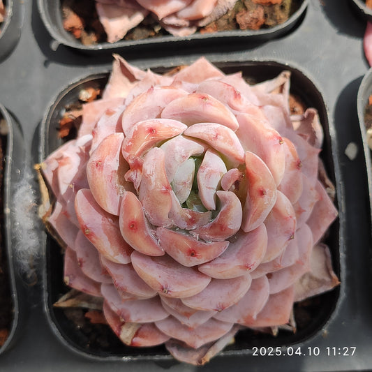 NGN391 エリークィーン (6.5cm pot)