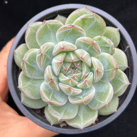 BL2033 スノーフレーク　ジェニー（9cm pot）