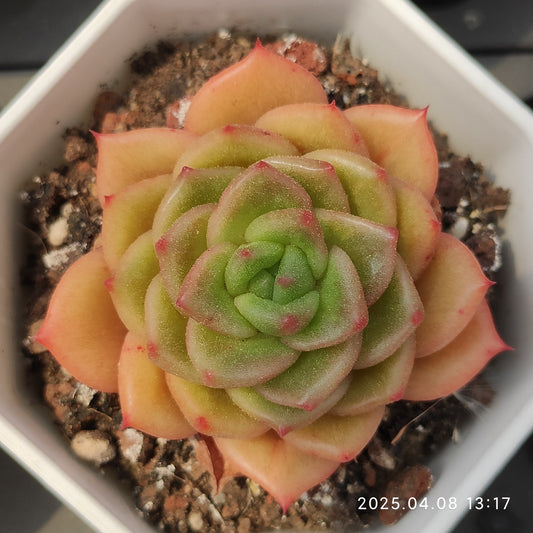 WWA362 リンコンHyb（50cm pot）