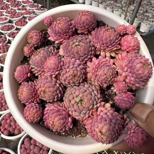 16056 グロブローサ