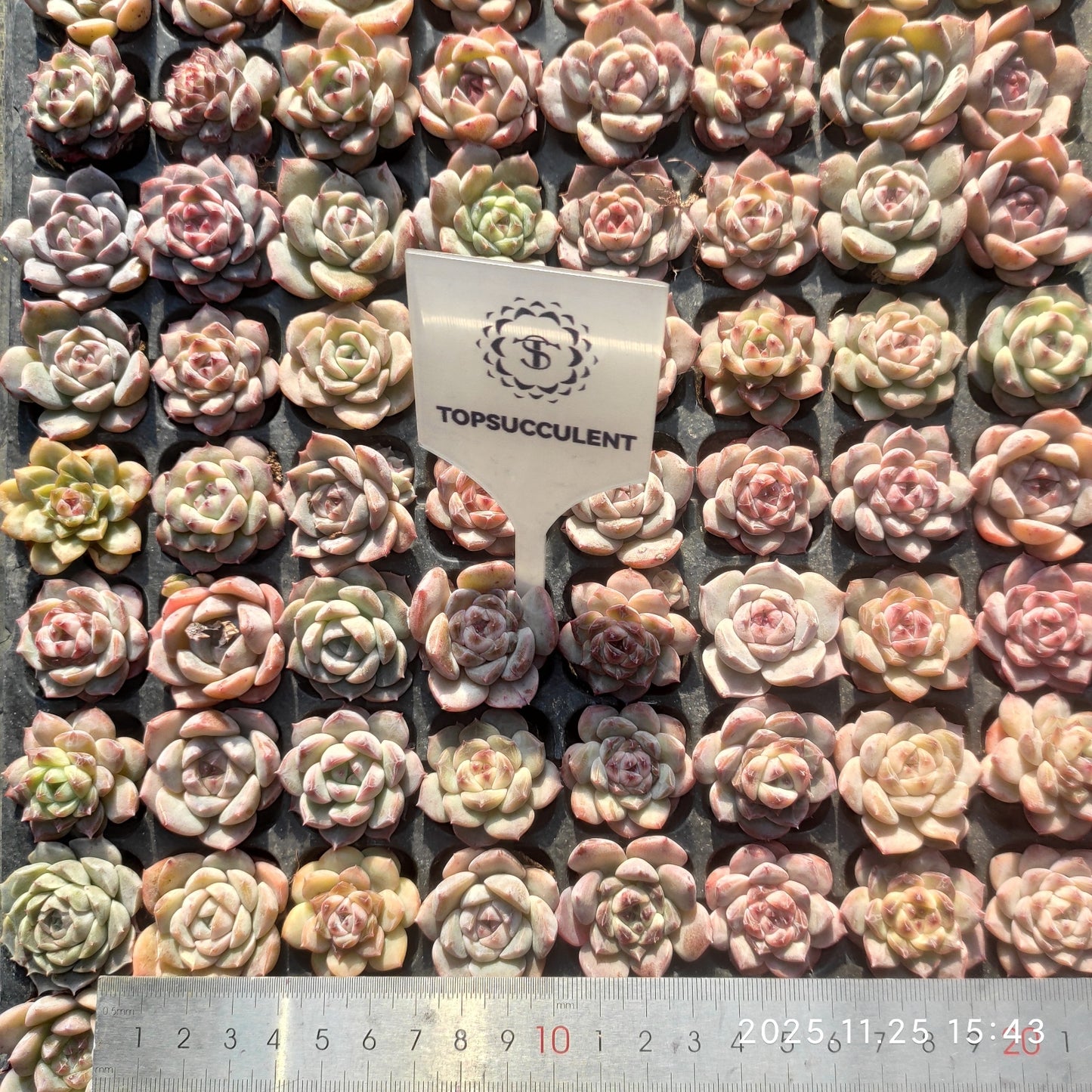 220531 アイススピリット hyb（3cm pot）（ポット苗）