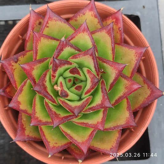 ZXX269 ブロードロメオ(7cm pot)