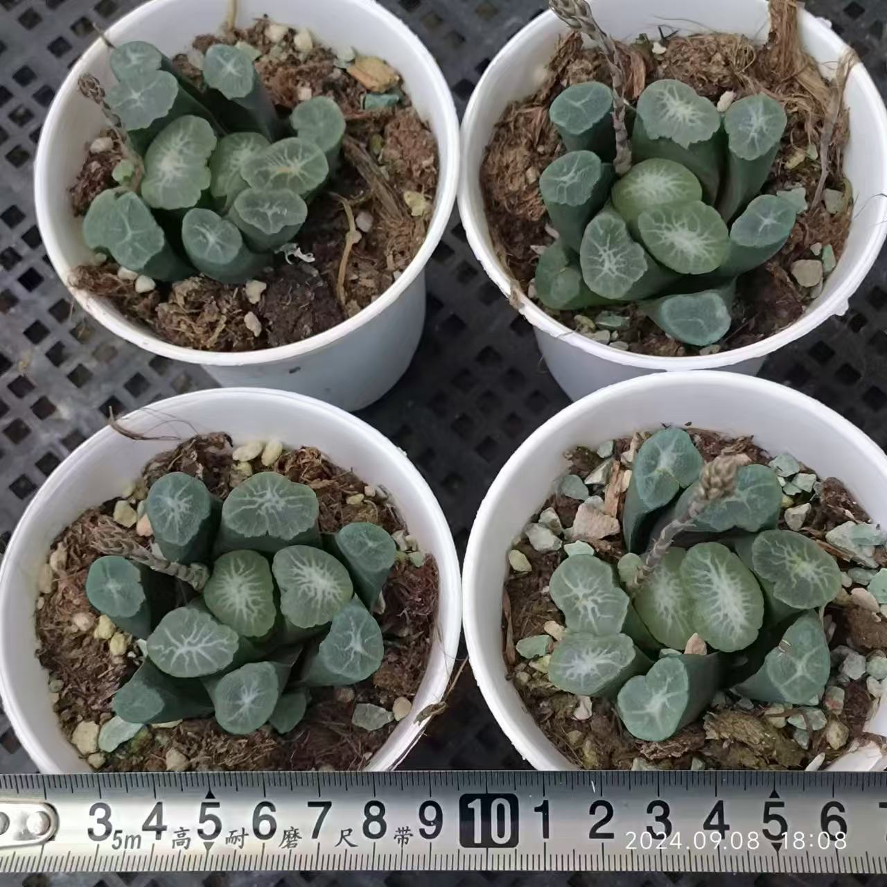 13207 山本エメラルド X 欧若拉