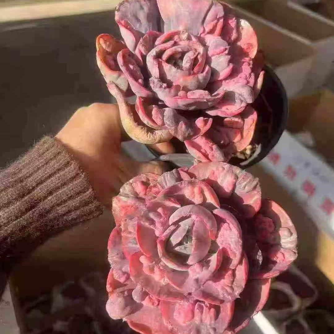 23656 レインドロップス錦（12cm pot）