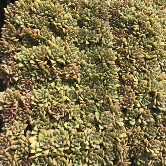 23373 リンカーン（3cm pot）（ポット苗）