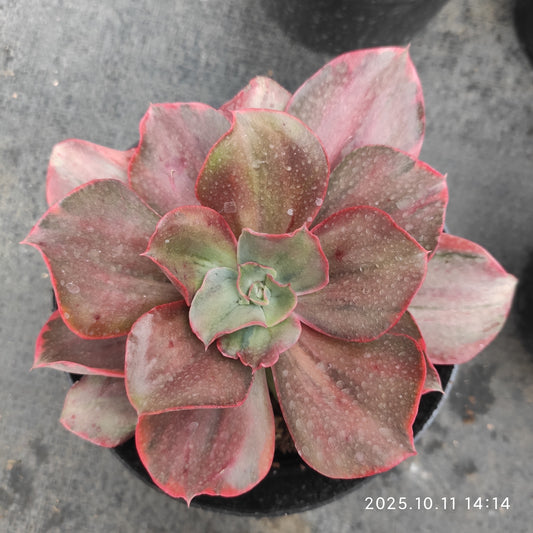 TPKM052 cv. タキャサゴーヌキナー錦(10cm pot)