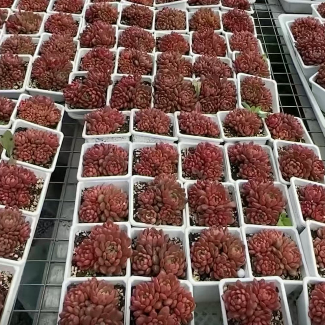 21989 ピンクルビー（9cm pot）